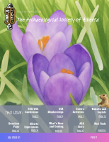 A purple water coloured crocus